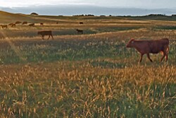 grasslands140423