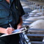 Observation in the sow barn