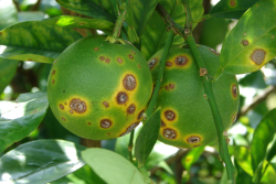 Citrus canker