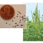 Don’t let tiny Palmer amaranth seeds fool you—they can grow up to 2.5" per day. Early detection is key; herbicides are less effective when the weed tops 4" tall.