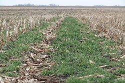 Cover crops for grazing