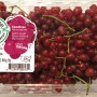 muscadine
