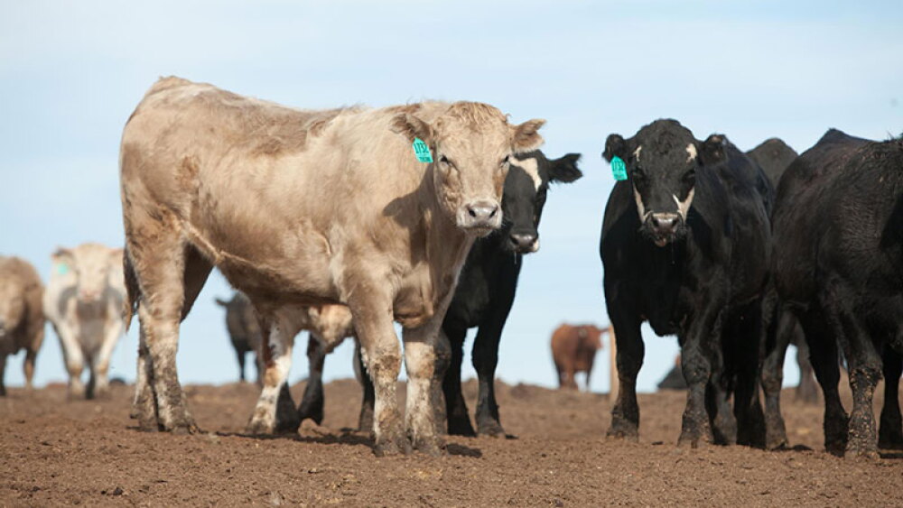Feedlot Cattle
