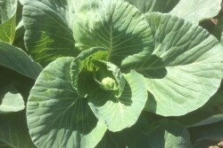 Texas cabbage