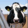 Stock photo of a dairy cow in an open lot. 