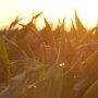 corn-morning-dew.jpg