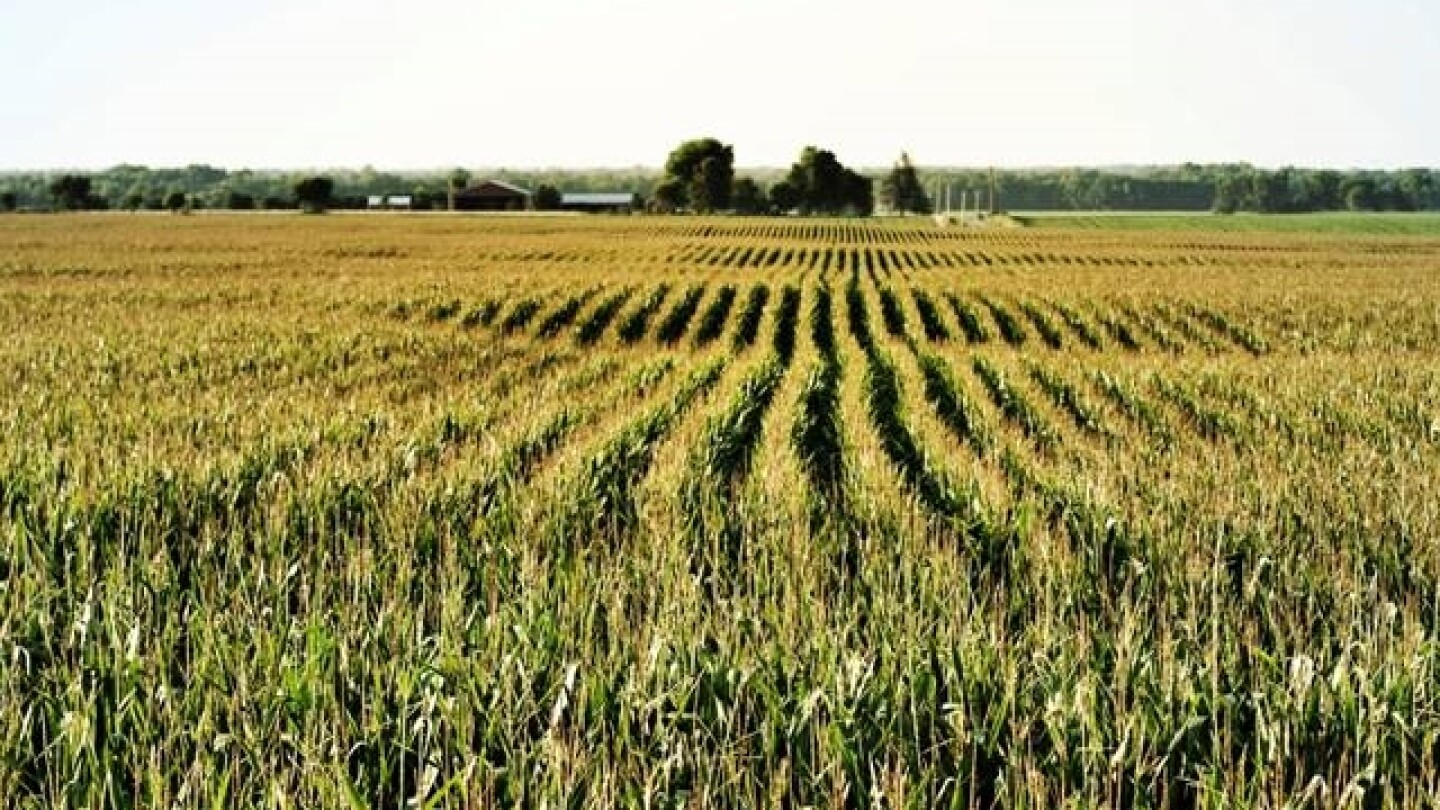 Things to consider when marketing grain in 2026