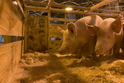 Pigs Flying out of STL