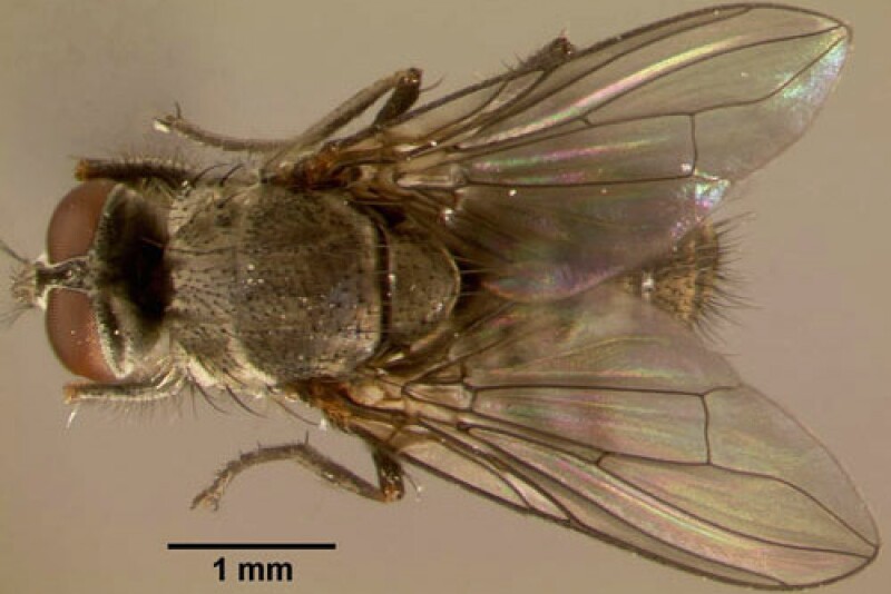 horn_fly01.jpg