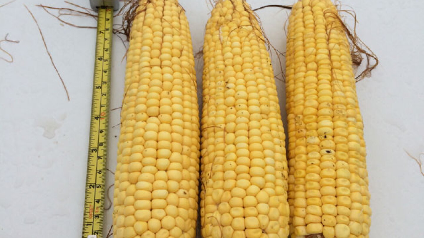 Inside USDA’s math: How a big jump in corn yields created a market controversy