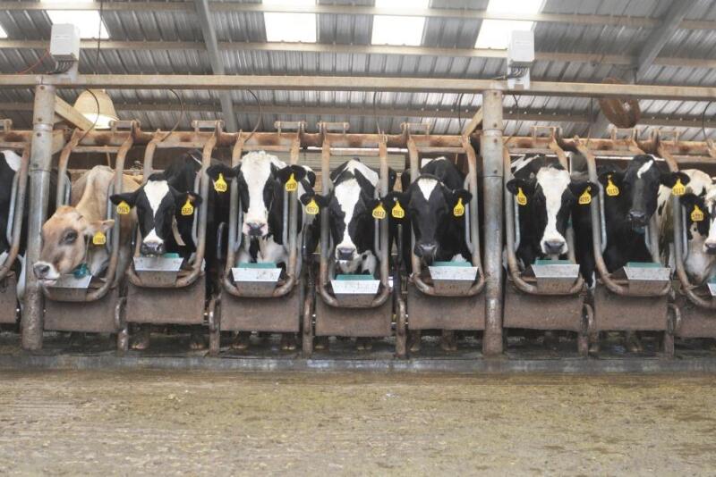 Dairy-20