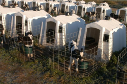 While every dairy farmer has a unique affection for their dairy calves, the next great generation of his or her milking herd, it’s not a good idea to kiss them or allow farm visitors to smooch away. 