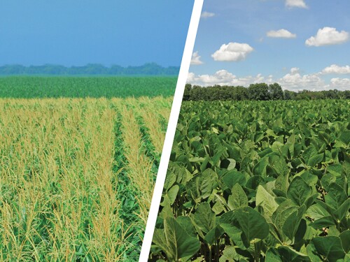 Corn and soybeans