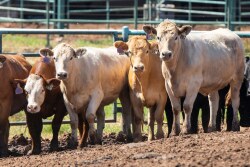Feeder cattle
