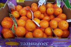 Sunrays eco
