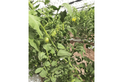 Calavo-shade-house-romas-2_0.gif