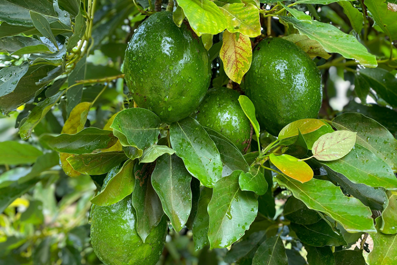 Avocados hanging from a tree