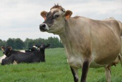 New Zealand says it will stop the export of livestock by sea following a transition period of up to two years, citing animal welfare concerns, which will affect major trading partners including Australia and China.