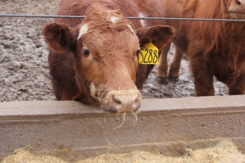 BT_Feedlot_Muddy_Pen