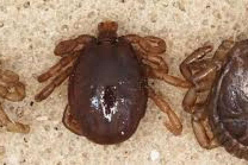 There have been an increasing number of ticks reported outside the quarantine zone, caused by free movement of an increased deer population and stray livestock carrying cattle fever ticks across the U.S.-Mexico border.