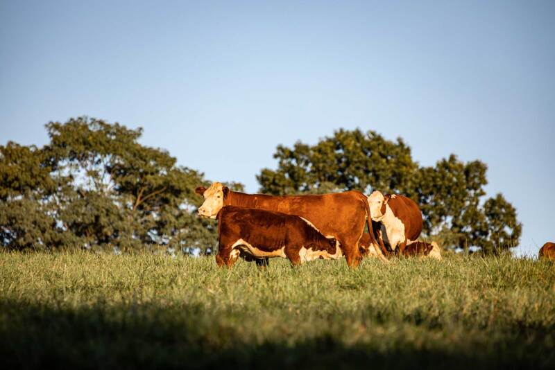 Herefords