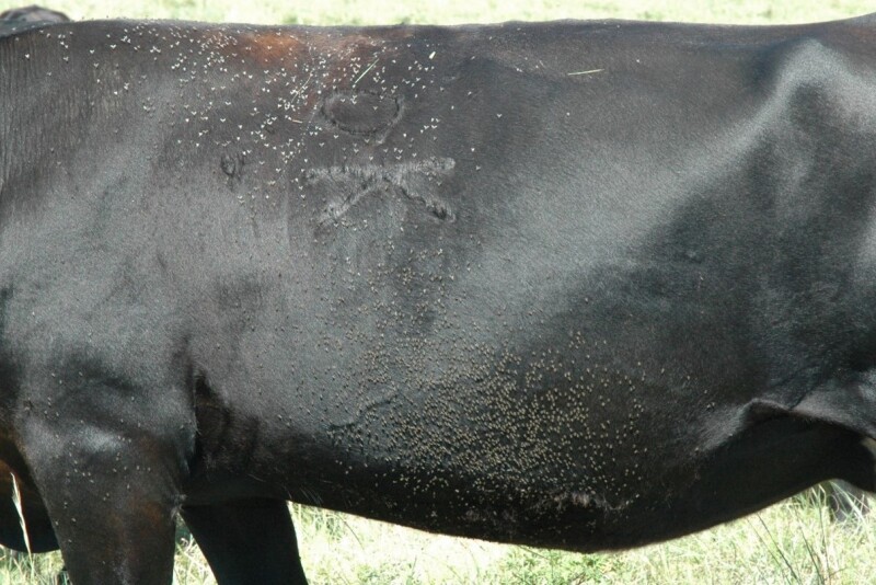 Cow with a high number of horn flies. 