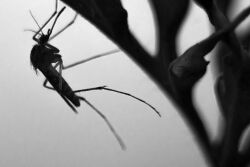Mosquito by Canva.com in black and white