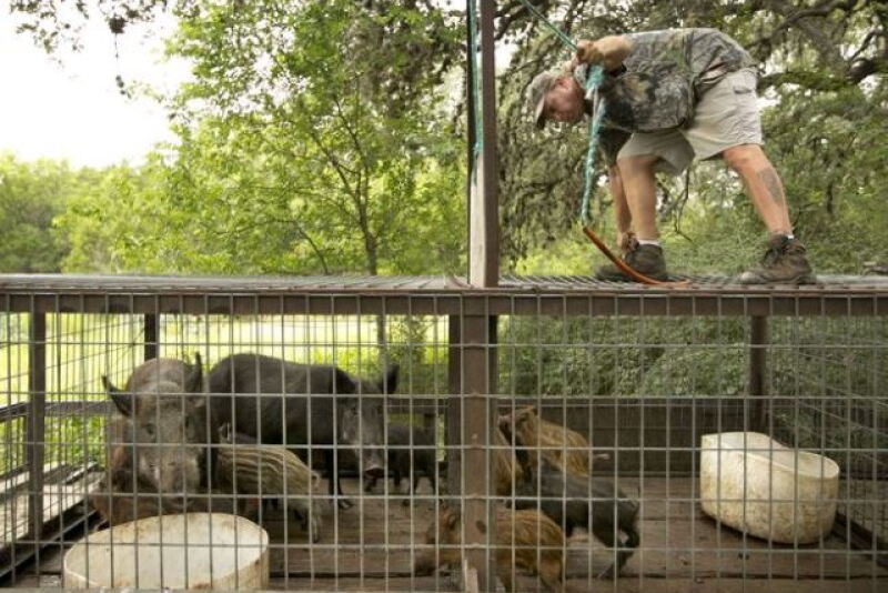 Feral-Hogs