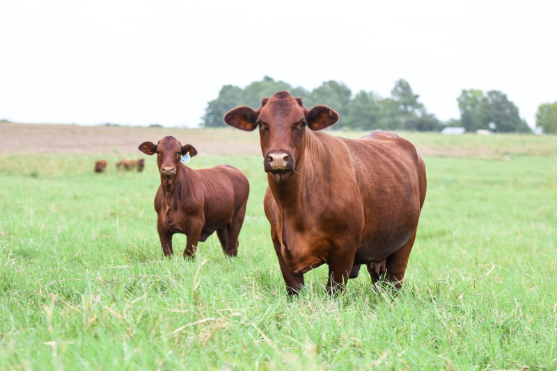 Santa Gertrudis