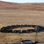 BT_Nebraska_Cows