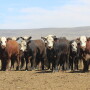 Cattle prices turned higher