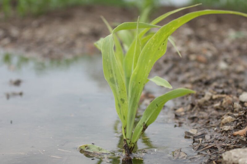 corn-seedling-flooded