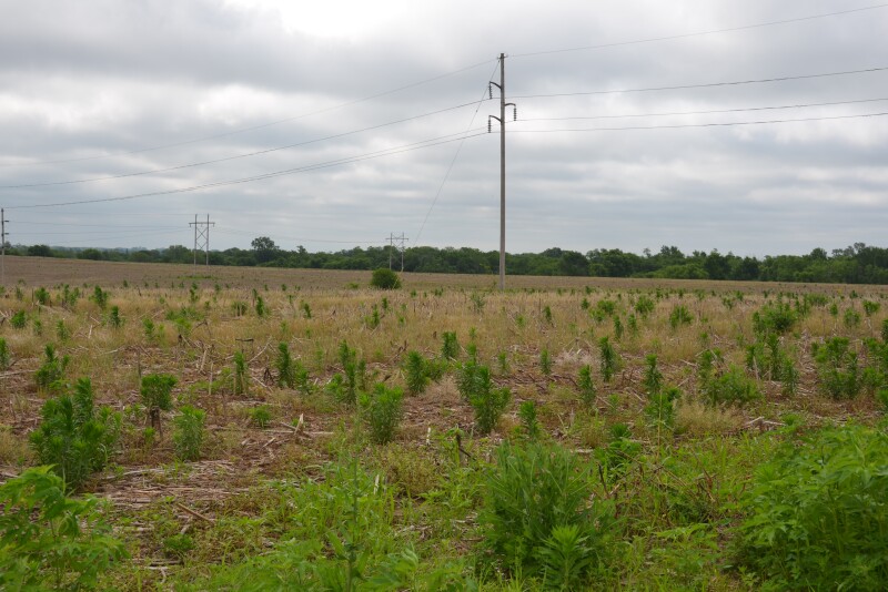 Marestail and other winter annual weeds can quickly overtake fields if left unchecked. 