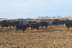 Now is the time to make plans for the 2021 grazing season.