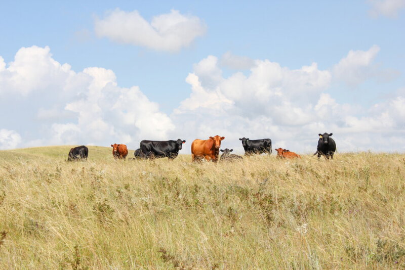Cows Foraging Fall Grazing Management: Balancing Forage Use and Recovery - Drovers