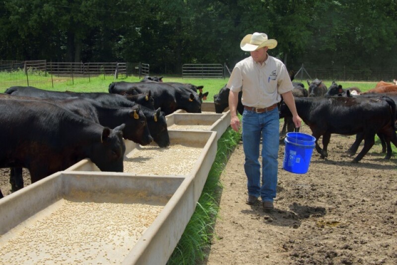 backgrounding_cattle
