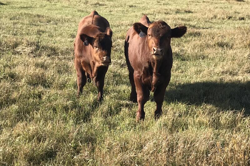 NDSU calves