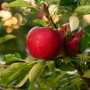 Rave apples on tree