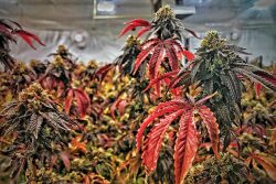 29 states allow cannabis growth for medicinal purposes