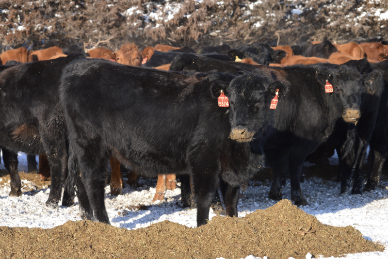 NE cows.png