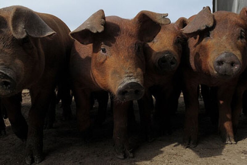 Pigs