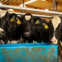 Holstein Water_Taylor Leach