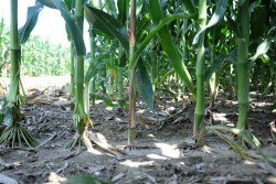 The middle stalk emerged late, which can be identified by it's smaller diameter and shorter first collar.