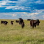 Range and pasture represent one-third of the continental U.S.