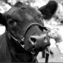 show cow