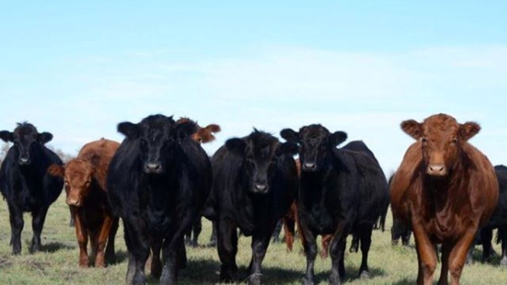 Limousin_Cattle