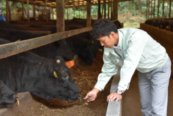 Japanese imported beef will see lower tariffs.