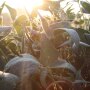 soybeans-in-sun-crop-tour-2014.jpg