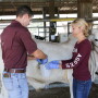 Graduate students Merritt Drewery and Kyle Weldon collect duodenal samples from a Brahman steer. 
