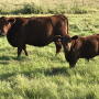 NDSU cow